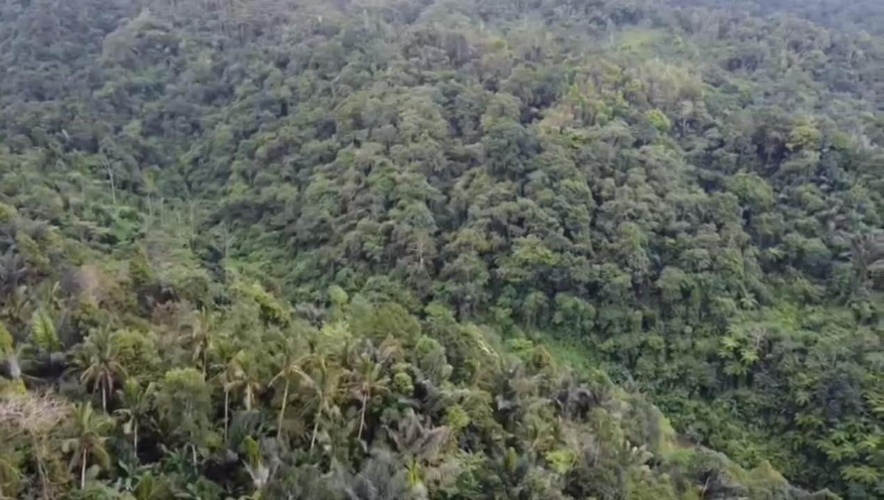 Bali Mountain Forest Cabin Penebel Kültér fotó
