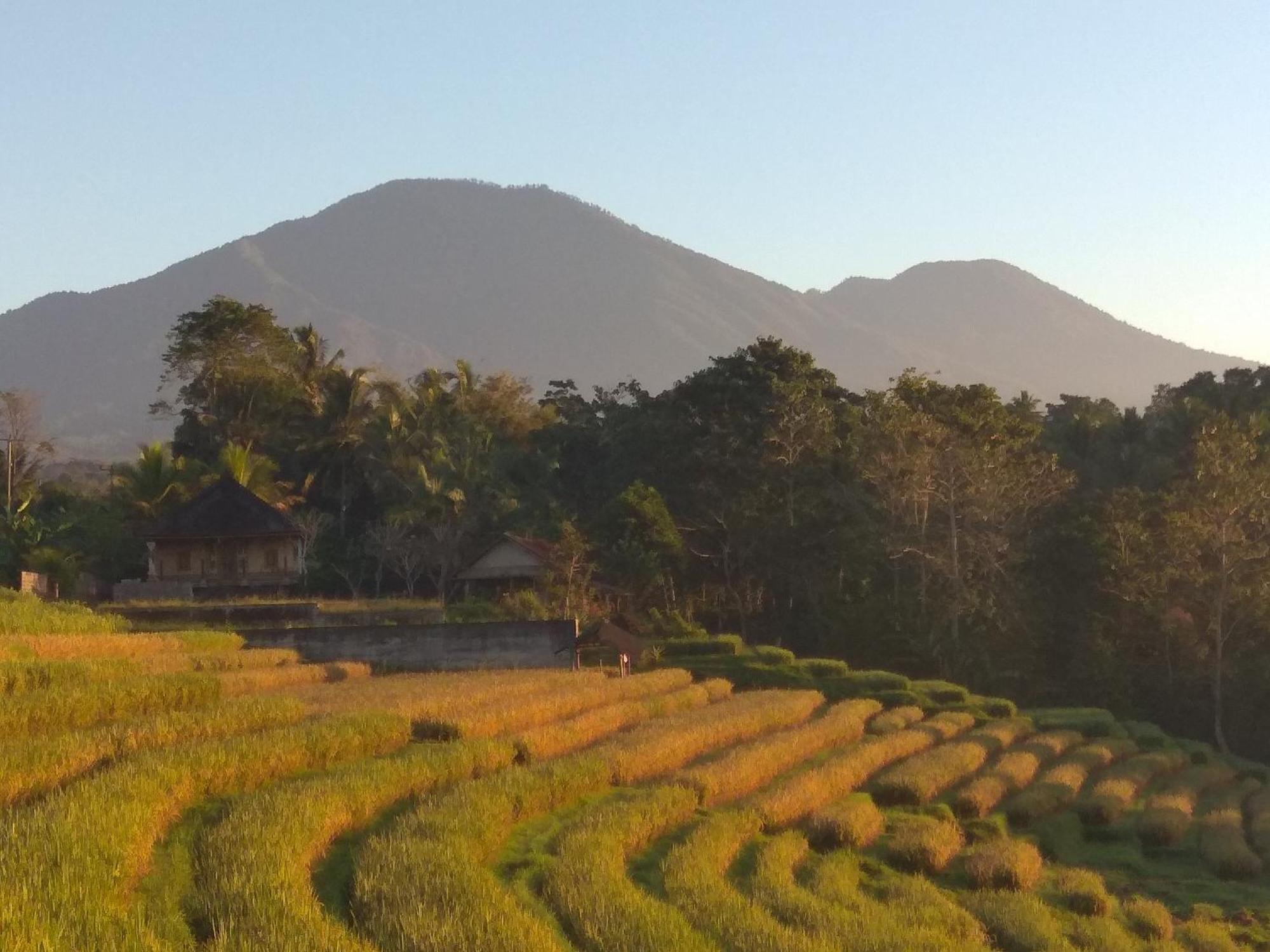 Bali Mountain Forest Cabin Penebel Szoba fotó